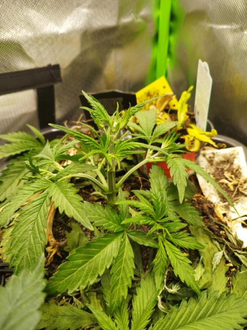 Strawnana. Week 3 - 16.11