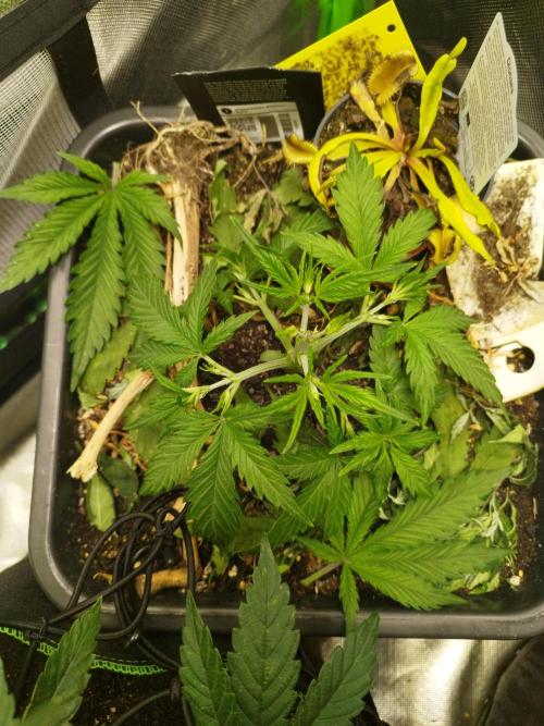 Strawnana. Week 3 - 16.11