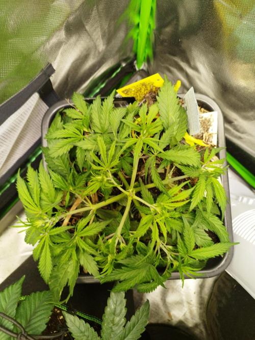 Strawnana. Week 4 - 22.11