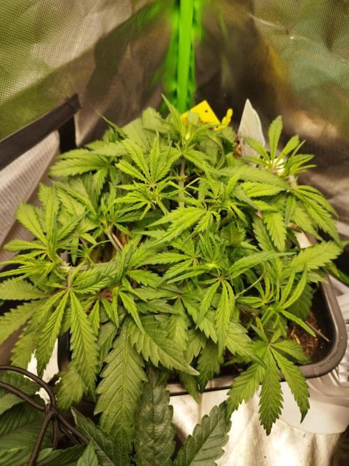 Strawnana. Week 4 - 23.11.