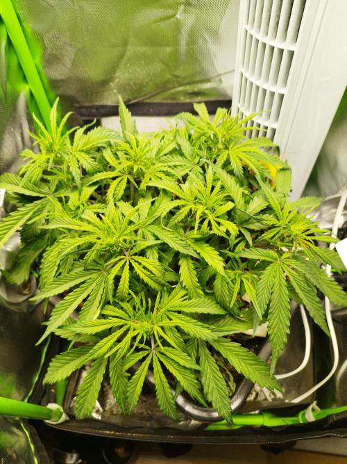 Strawnana. Week 4 - 24.11