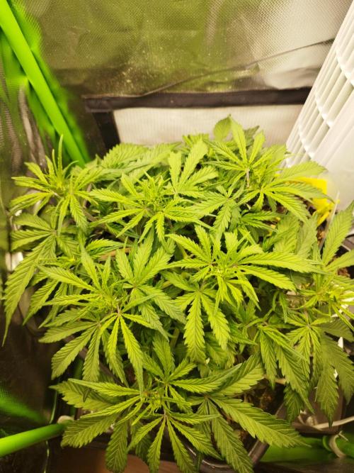 Strawnana. Week 4 - 25.11