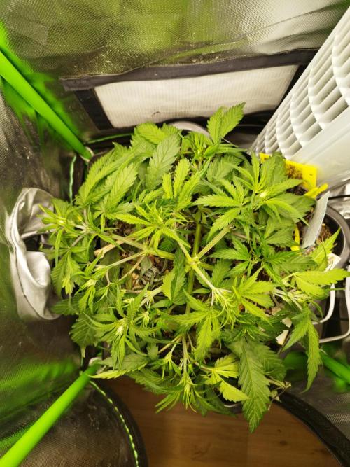 Strawnana. Week 4 - 25.11