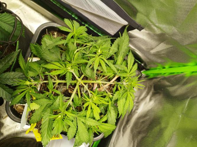 Strawnana. Week 4 - 25.11.