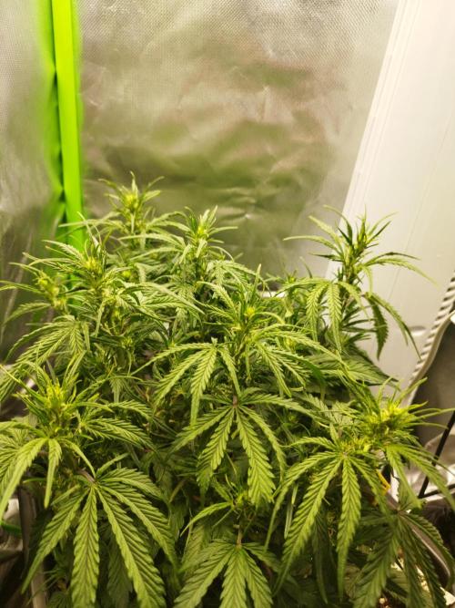 Strawnana. Week 4 - 27.11