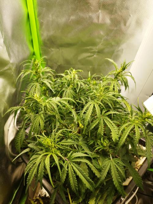 Strawnana. Week 4 - 27.11