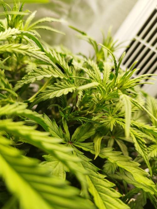 Strawnana. Week 4 - 28.11