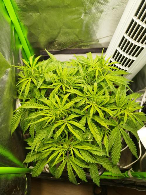 Strawnana. Week 4 - 28.11