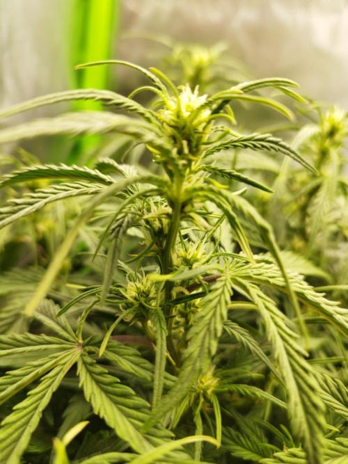 Strawnana. Week 5 - 30.11