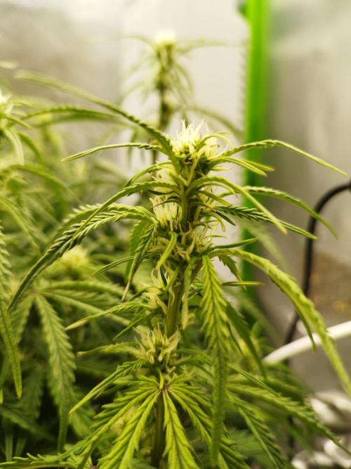 Strawnana. Week 5 - 04.12.