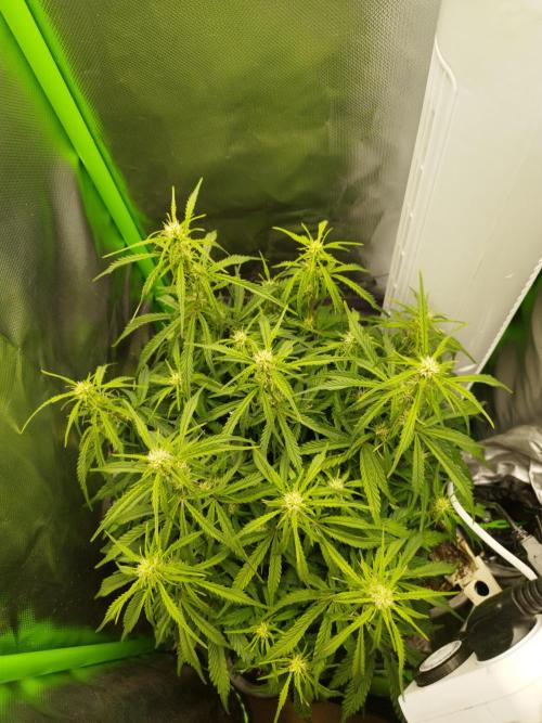 Strawnana. Week 5 - 04.12.