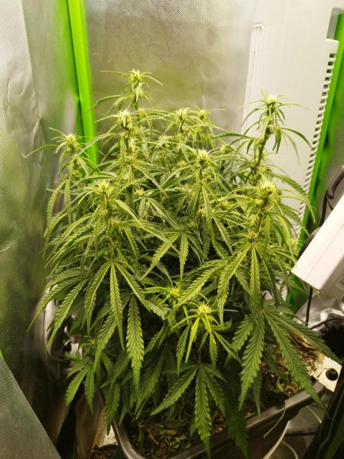 Strawnana. Week 5 - 04.12.