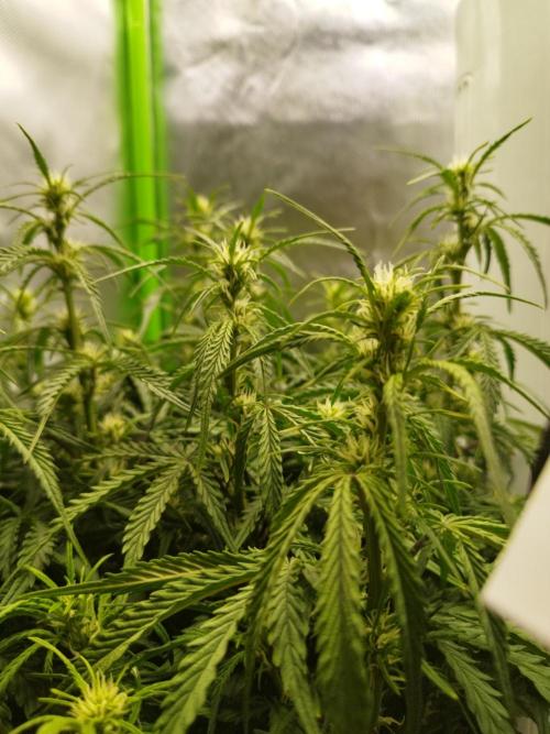 Strawnana. Week 5 - 03.12.