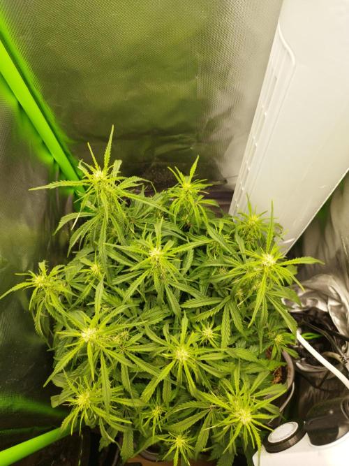 Strawnana. Week 5 - 03.12.