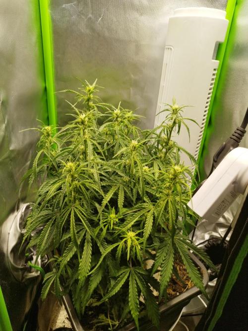 Strawnana. Week 5 - 03.12.