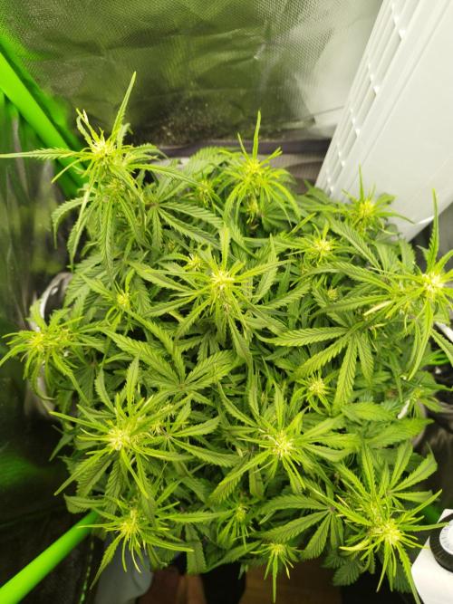 Strawnana. Week 5 - 02.12.