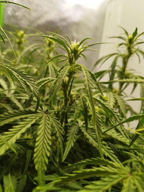 Strawnana. Week 5 - 02.12.