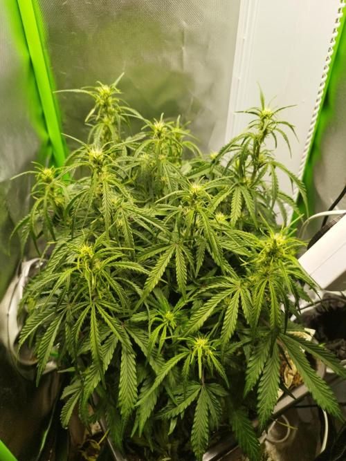 Strawnana. Week 5 - 02.12.