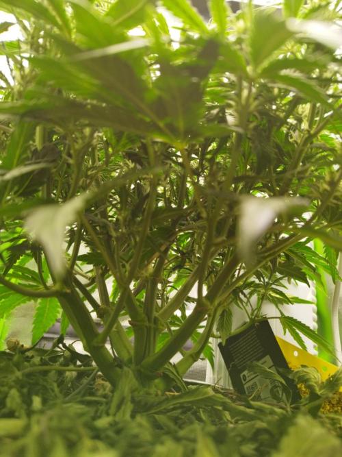 Strawnana. Week 5 - 01.12.