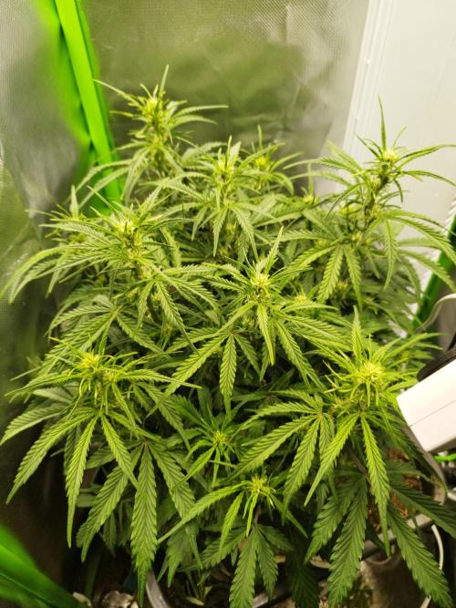 Strawnana. Week 5 - 01.12.