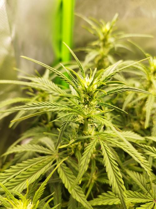 Strawnana. Week 5 - 01.12.