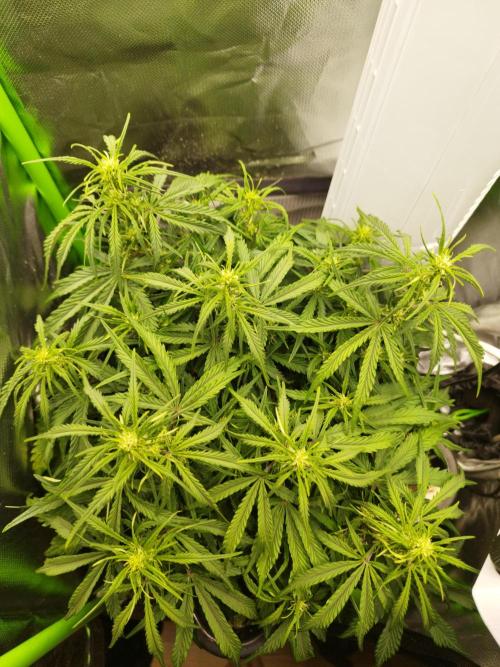 Strawnana. Week 5 - 01.12.