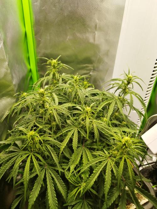 Strawnana. Week 5 - 01.12.