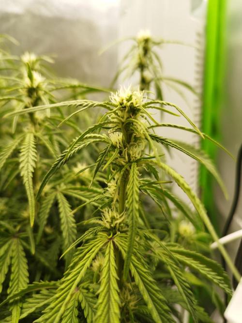 Strawnana. Week 5 - 05.12