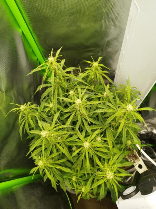 Strawnana. Week 5 - 05.12.