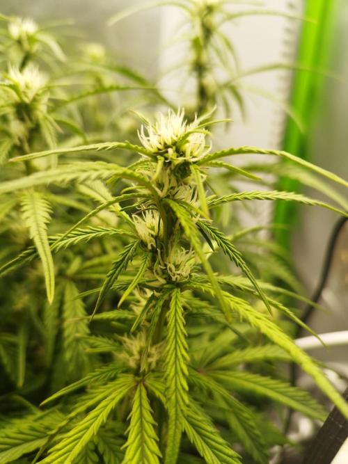 Strawnana. Week 6 - 06.12.