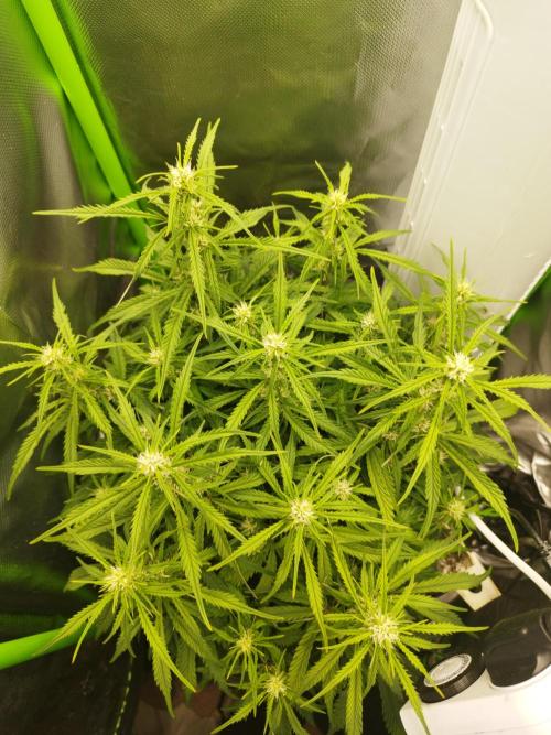 Strawnana. Week 6 - 06.12