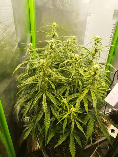 Strawnana. Week 6 - 06.12.