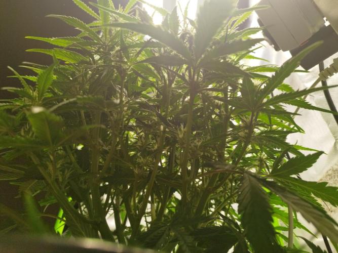 Strawnana. Week 6 - 06.entlaubt