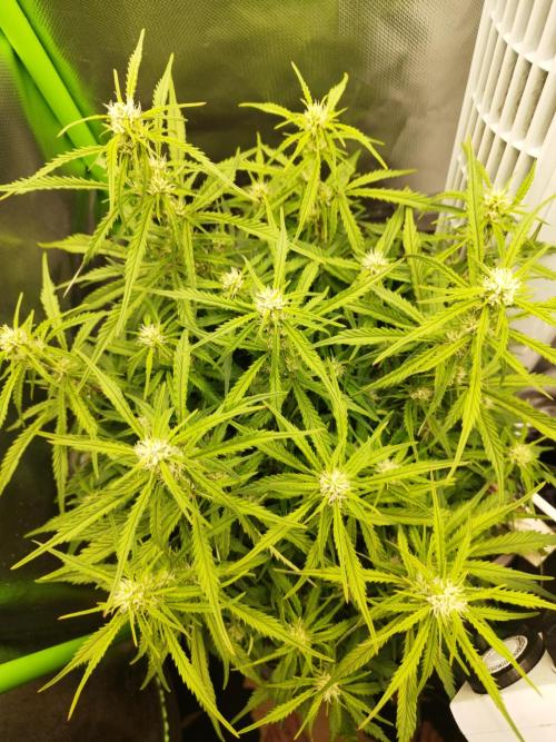 Strawnana. Week 6 - 07.12.