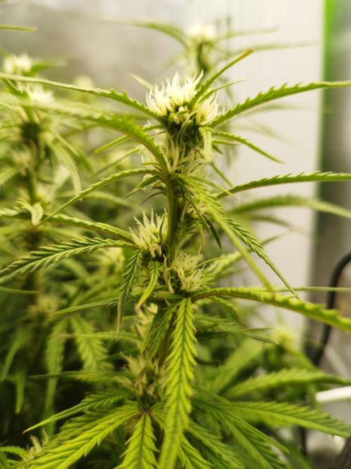 Strawnana. Week 6 - 07.12.