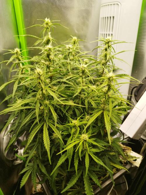 Strawnana. Week 6 - 07.12.