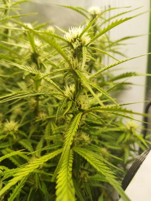 Strawnana. Week 6 - 08.12