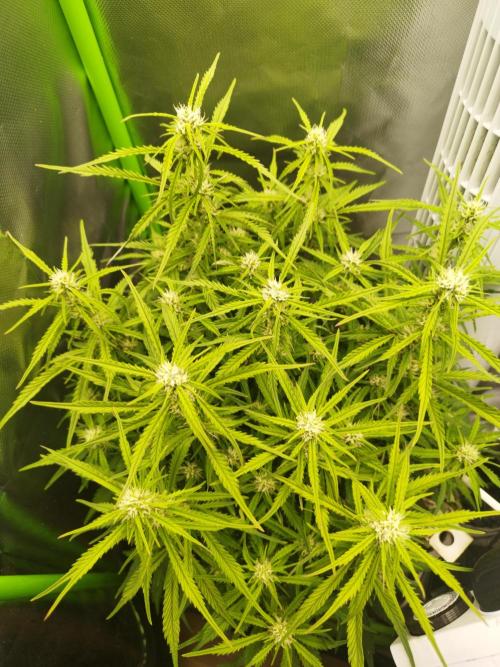 Strawnana. Week 6 - 08.12