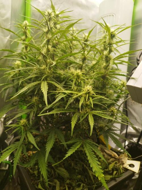 Strawnana. Week 6 - 08.12