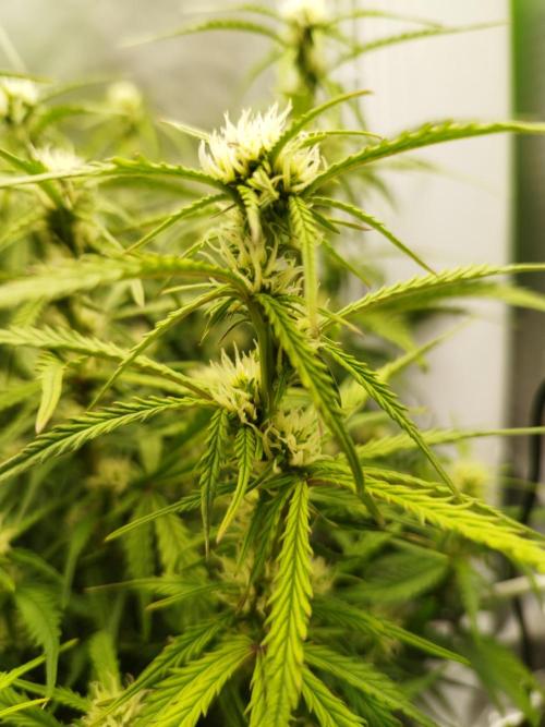 Strawnana. Week 6 - 09.12.