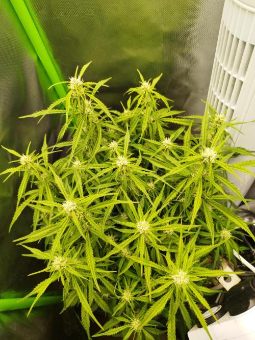 Strawnana. Week 6 - 09.12