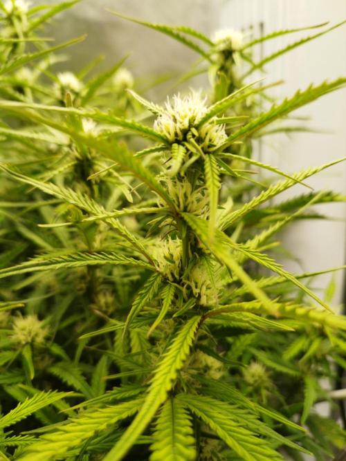 Strawnana. Week 6 - 10.12.