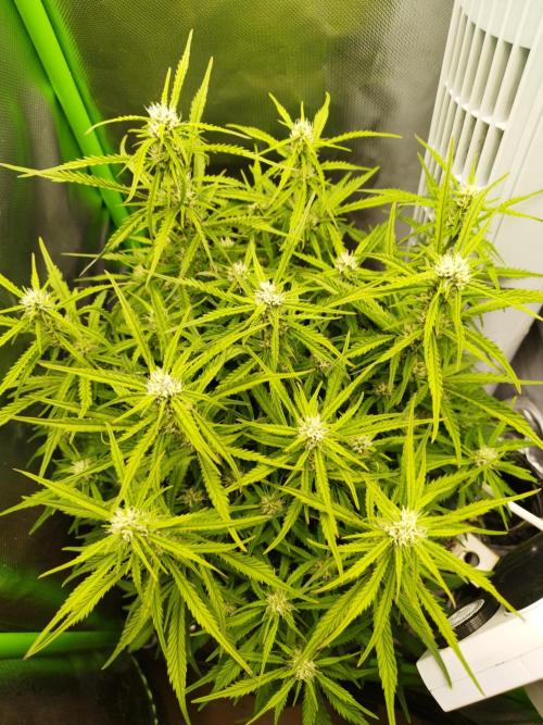 Strawnana. Week 6 - 10.12.