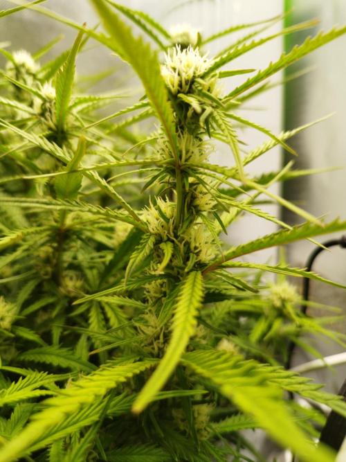 Strawnana. Week 6 - 11.12