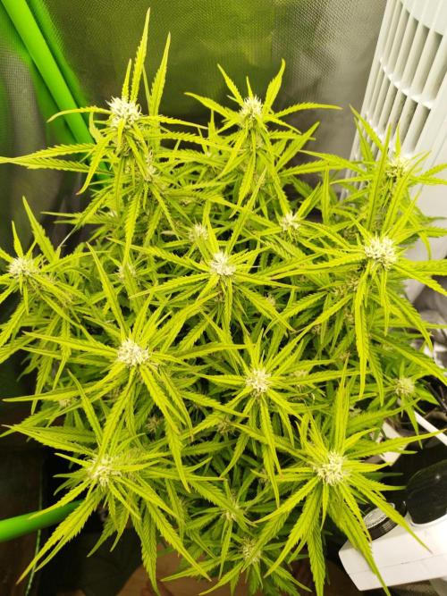 Strawnana. Week 6 - 11.12