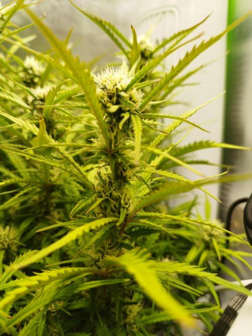 Strawnana. Week 6 - 12.12.