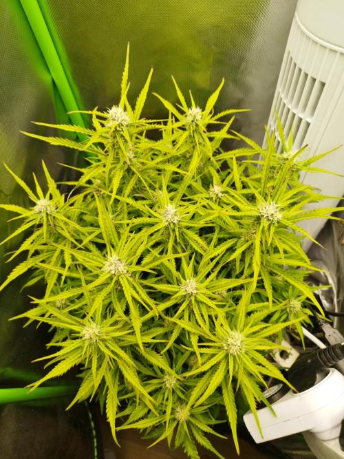 Strawnana. Week 6 - 12.12.