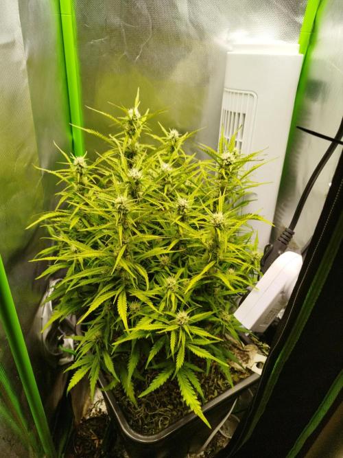 Strawnana. Week 6 - 12.12.