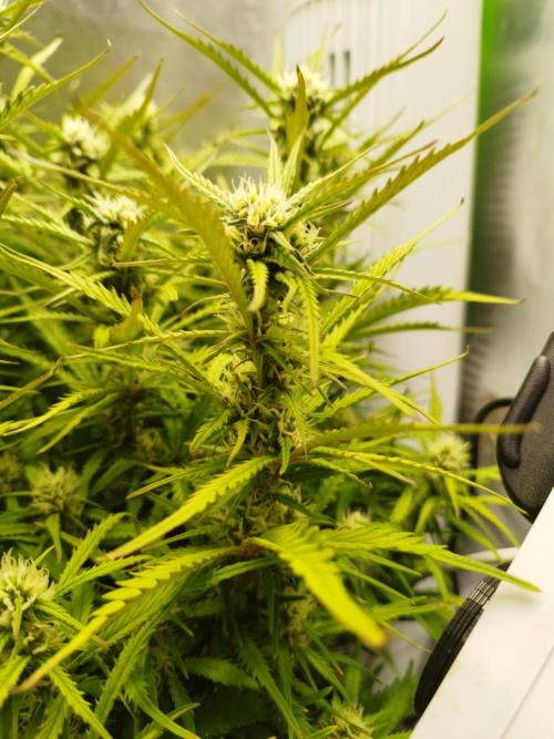 Strawnana. Week 7 - 15.12.