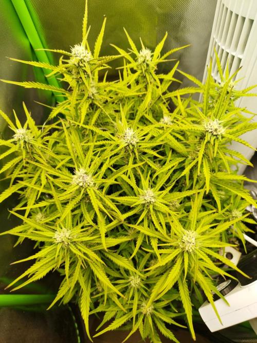 Strawnana. Week 7 - 15.12.